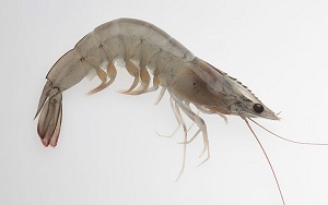 vanammei shrimp